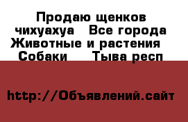 Продаю щенков чихуахуа - Все города Животные и растения » Собаки   . Тыва респ.